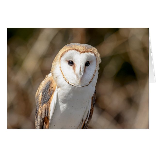 Barn Owl (Front Horizontal)