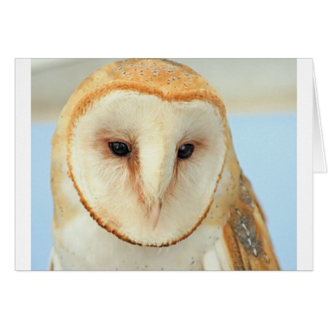 Barn owl (Front Horizontal)