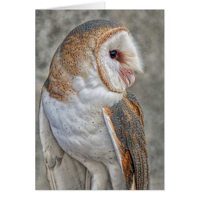 Barn Owl (Front)