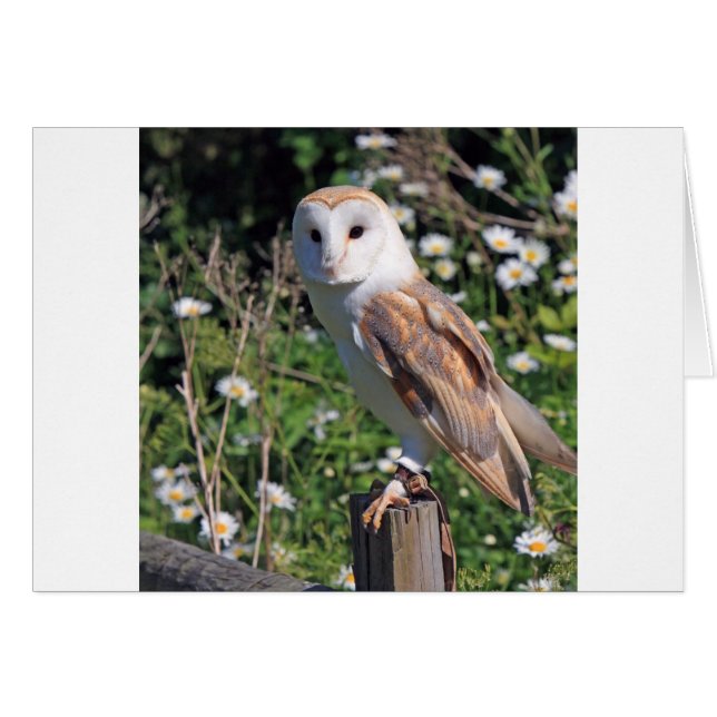 Barn Owl (Front Horizontal)