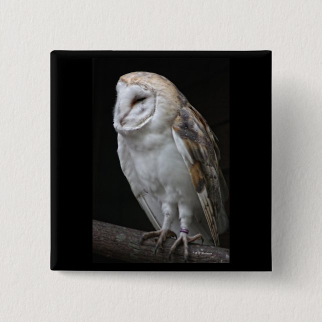 Barn Owl 15 Cm Square Badge (Front)