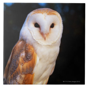 Barn Owl 2 Ceramic Tile
