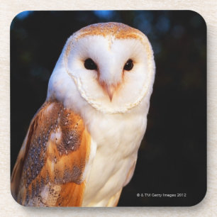 Barn Owl 2 Coaster