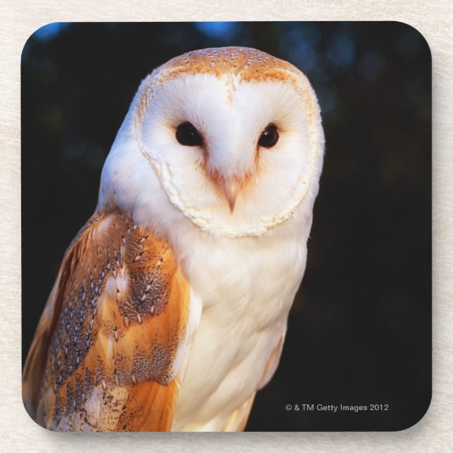 Barn Owl 2 Coaster (Front)