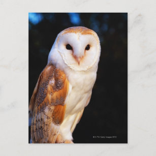 Barn Owl 2 Postcard