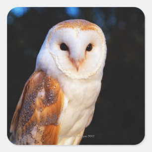 Barn Owl 2 Square Sticker