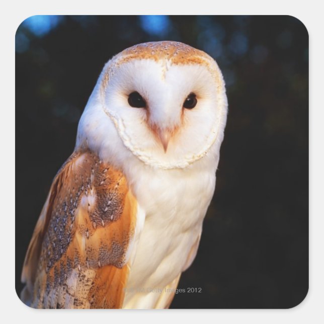 Barn Owl 2 Square Sticker (Front)