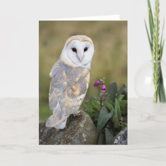Barn Owl and Foxglove Card