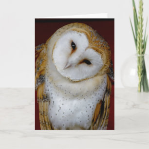 barn owl any attendant note or greeting card