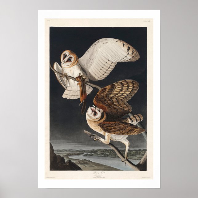 Barn Owl by Audubon Poster (Front)