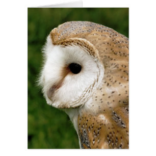 BARN OWL CARD