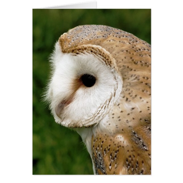 BARN OWL CARD (Front)