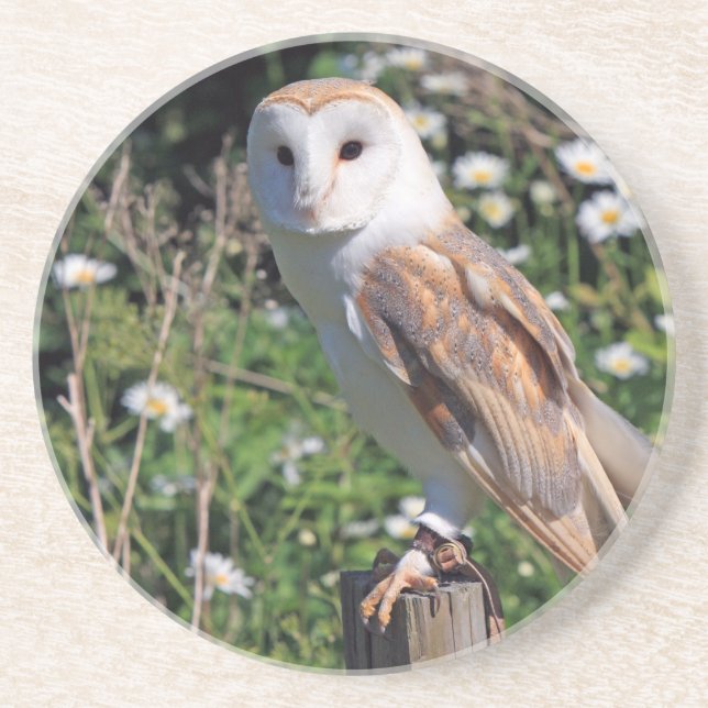 Barn Owl Coaster (Front)