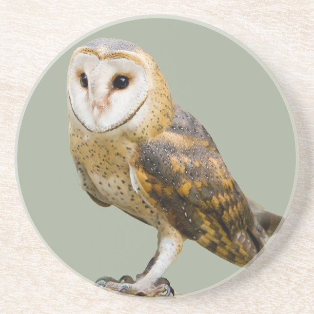 Barn Owl Coaster (Front)