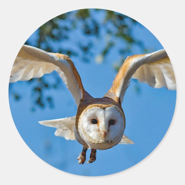 Barn Owl Flight Photo Classic Round Sticker (Front)