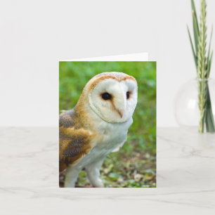 Barn Owl Greeting card