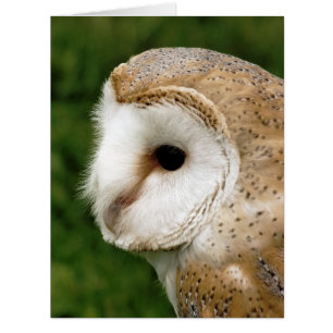 BARN OWL GREETING CARD