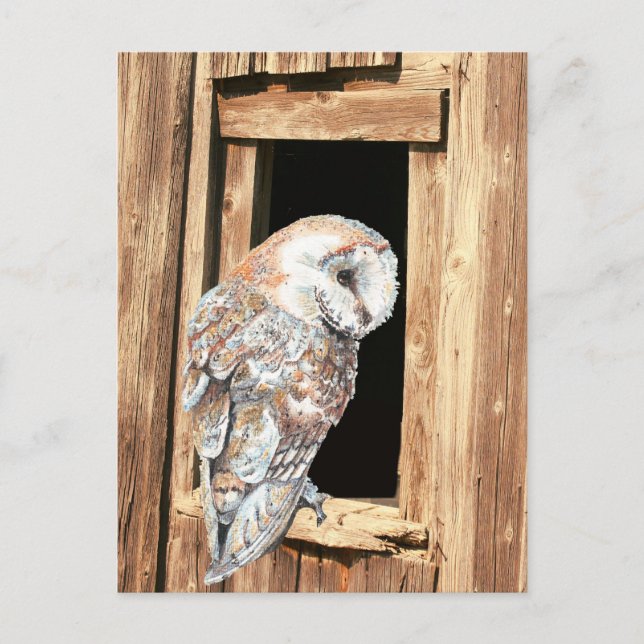 Barn owl in Barn Window Animal Nature Art  Postcard (Front)
