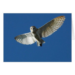 Barn Owl in Daytime Flight