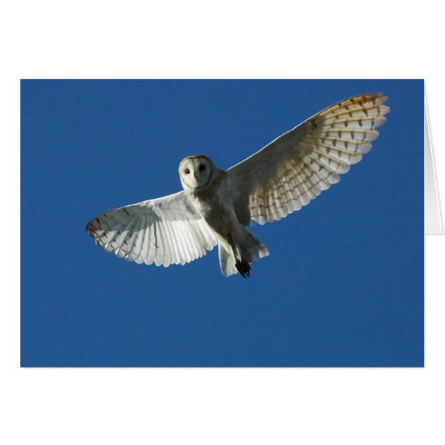 Barn Owl in Daytime Flight (Front Horizontal)