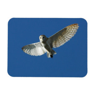 Barn Owl in Daytime Flight Magnet