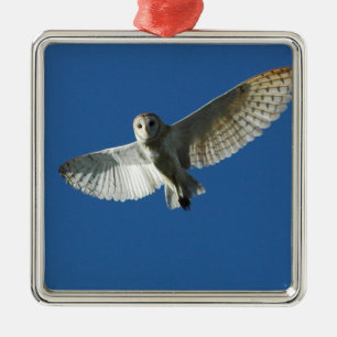 Barn Owl in Daytime Flight Metal Ornament