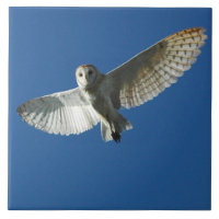 Barn Owl in Daytime Flight