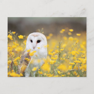 Barn Owl in Field of Yellow Flowers Photo Postcard