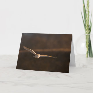barn owl in flight greeting card
