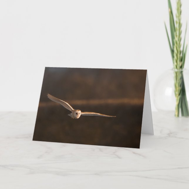 barn owl in flight greeting card (Front)