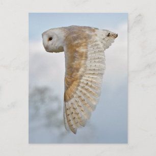 Barn Owl in Flight Postcard