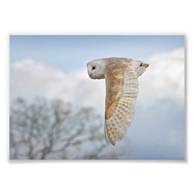 Barn Owl in Flight Print (Front)