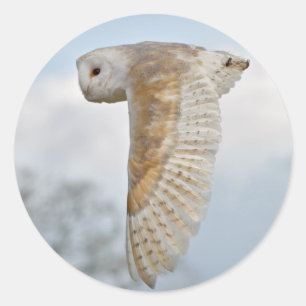 Barn Owl in Flight Sticker