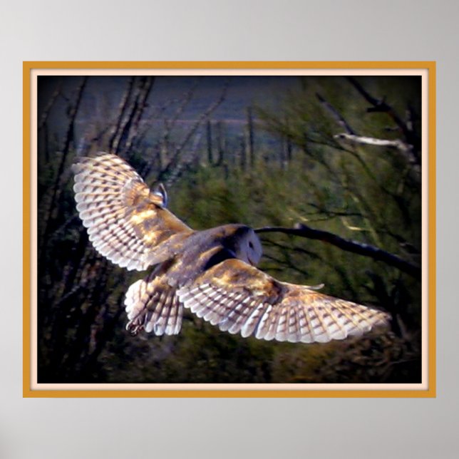 Barn Owl in midflight Poster (Front)