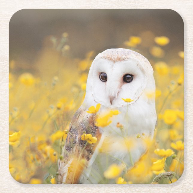 Barn Owl in Yellow Flower Field Square Paper Coaster (Front)