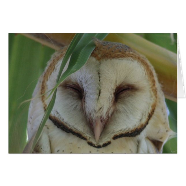 Barn Owl – Joe Sweeney – card (Front Horizontal)