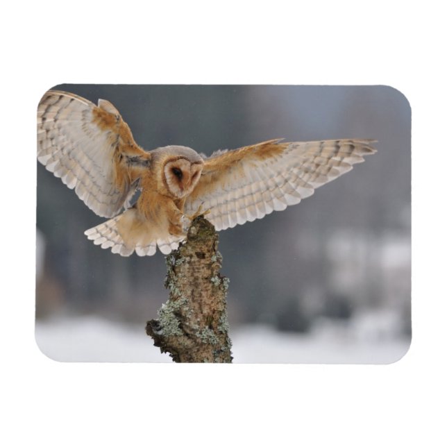 Barn owl landing to spike magnet (Horizontal)