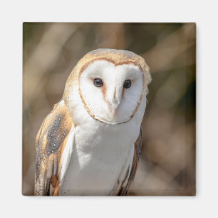 Barn Owl Magnet