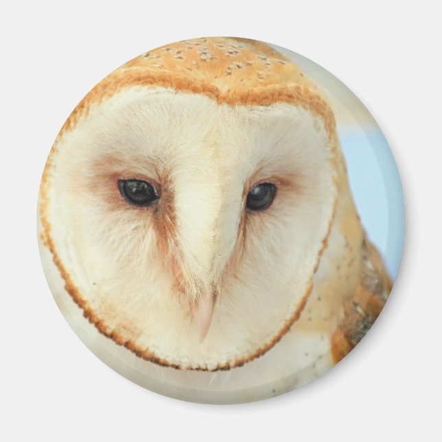 Barn owl magnet (Front)