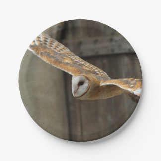 Barn Owl Paper Plate