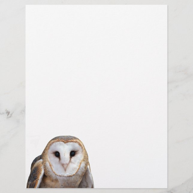 Barn Owl Photo Note Letterhead Stationery (Front)