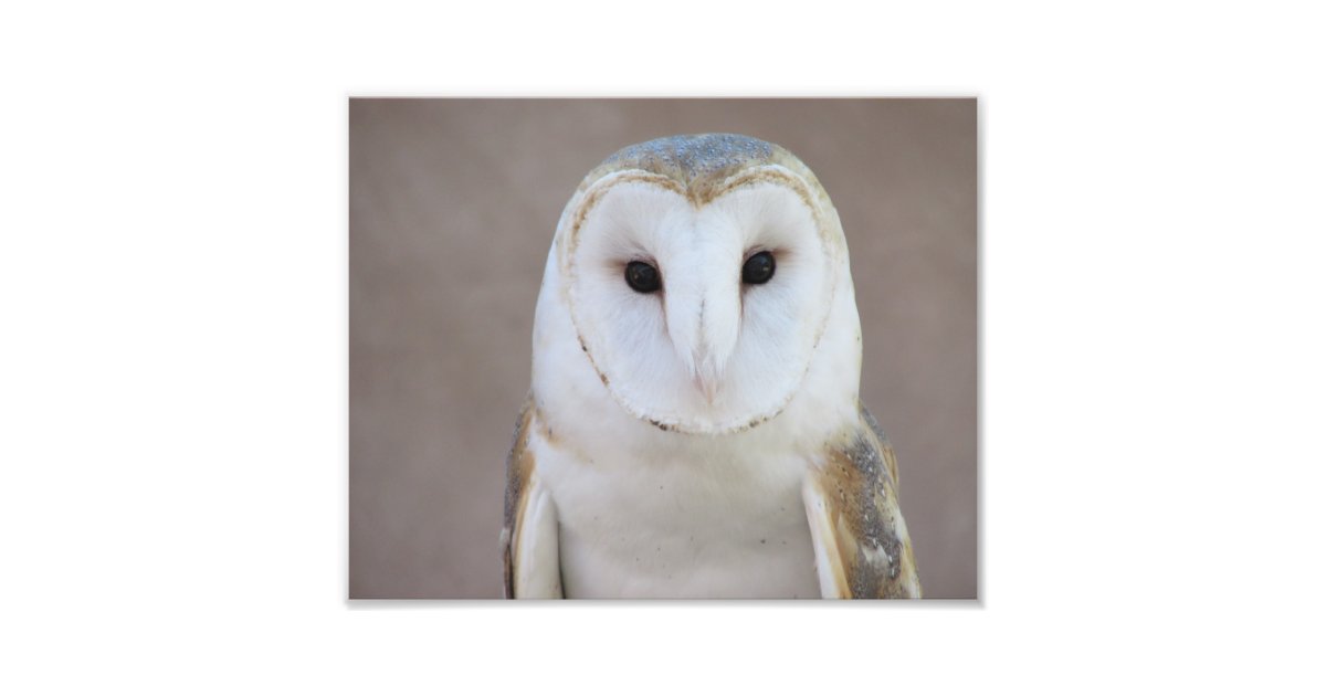 Barn Owl Photo Print | Zazzle