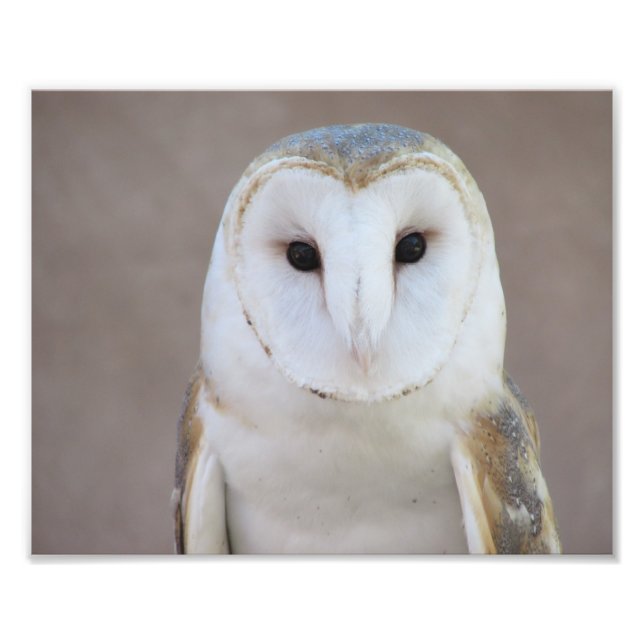 Barn Owl Photo Print (Front)