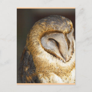 BARN-owl Postcard