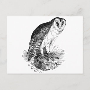 Barn Owl Postcard