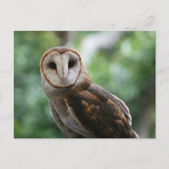 Barn Owl Postcard (Front)