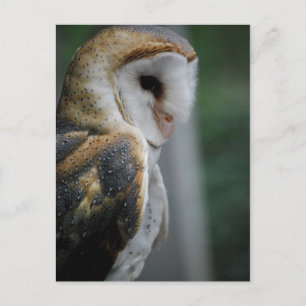 Barn Owl Postcard