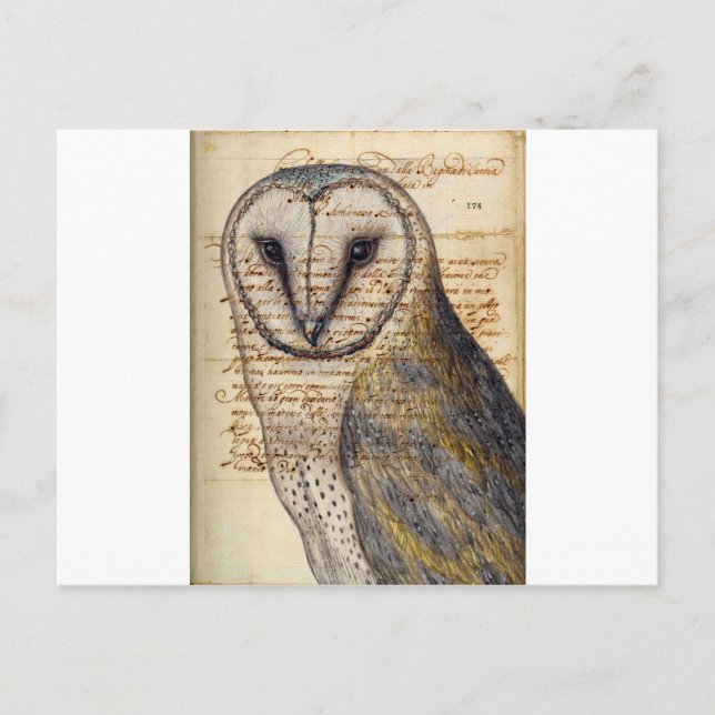 Barn Owl Postcard (Front)