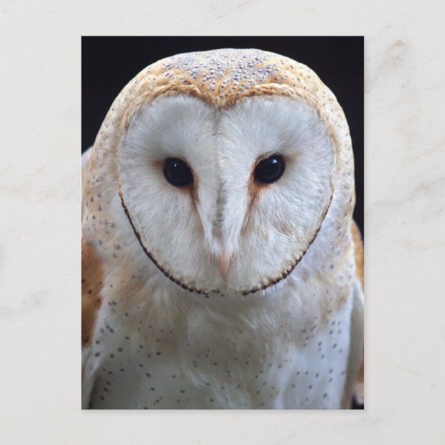 Barn Owl Postcard (Front)