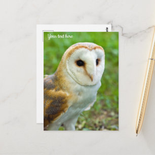 Barn Owl Postcard